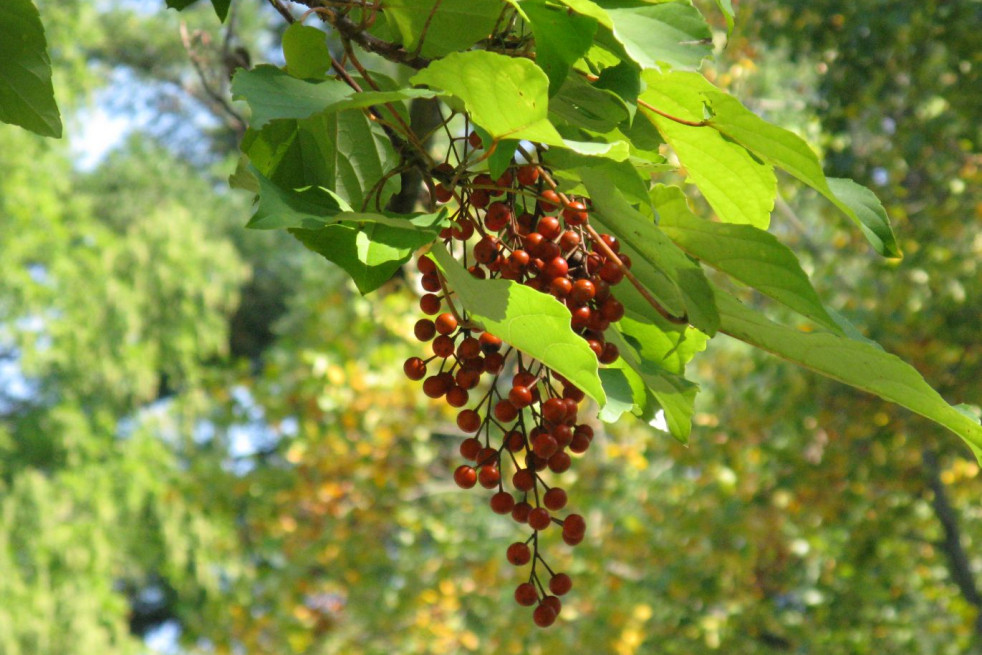Idesia polycarpa - I, KENPEI, CC BY-SA 3.0, via Wikimedia Commons