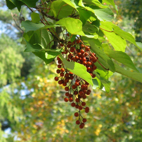 Idesia polycarpa - I, KENPEI, CC BY-SA 3.0, via Wikimedia Commons