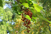 Idesia polycarpa - I, KENPEI, CC BY-SA 3.0, via Wikimedia Commons
