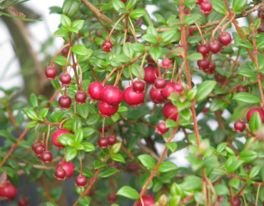 Ugni molinae Bella Berry - peganum from Small Dole, England, CC BY-SA 2.0, via Wikimedia Commons