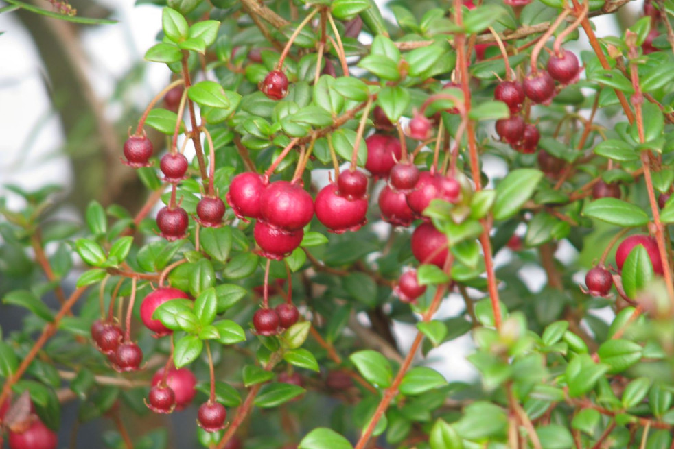 Ugni molinae Bella Berry - peganum from Small Dole, England, CC BY-SA 2.0, via Wikimedia Commons