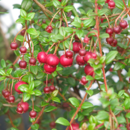 Ugni molinae Bella Berry - peganum from Small Dole, England, CC BY-SA 2.0, via Wikimedia Commons