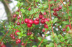 Ugni molinae Bella Berry - peganum from Small Dole, England, CC BY-SA 2.0, via Wikimedia Commons