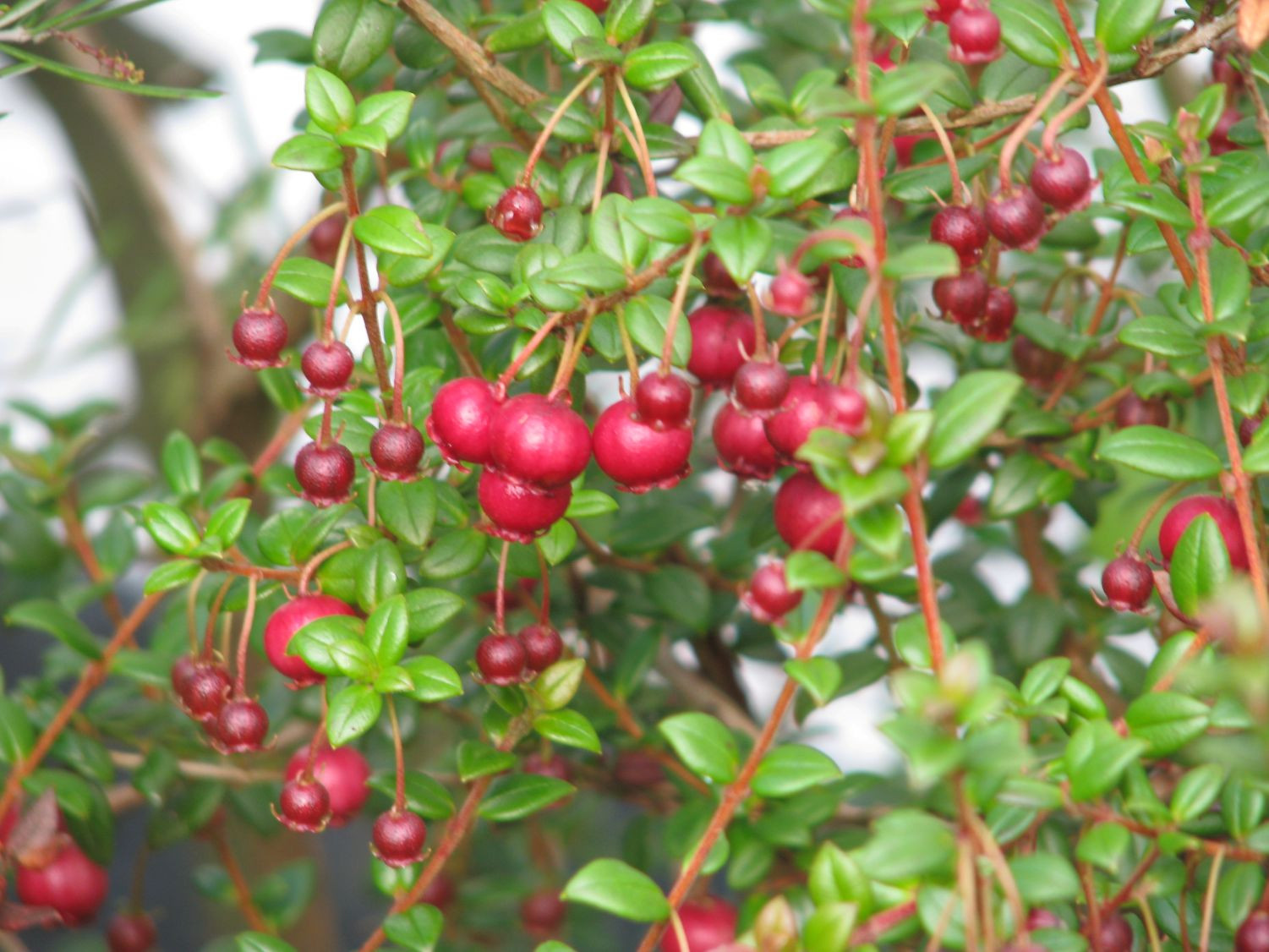 Chilean guava