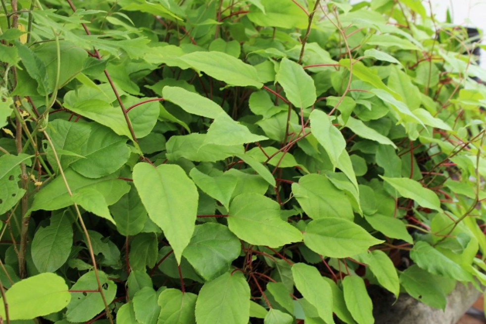 Actinidia arguta 'Weima' - Jardins du Monde.be
