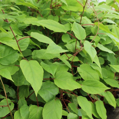 Actinidia arguta 'Weima' - Jardins du Monde.be