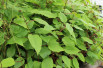 Actinidia arguta 'Weima' - Jardins du Monde.be