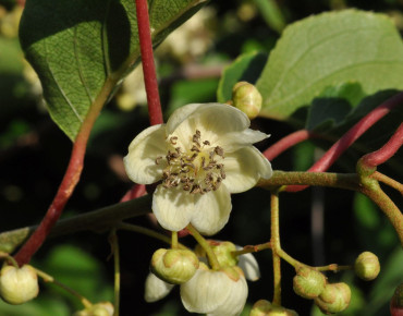 Actinidia arguta 'Weima' - Schurdl, CC BY-SA 4.0, via Wikimedia Commons