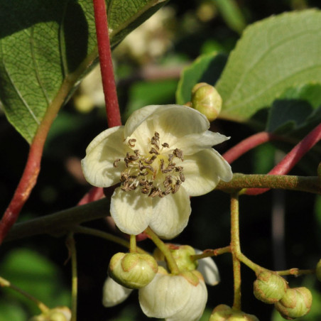 Actinidia arguta 'Weima' - Schurdl, CC BY-SA 4.0, via Wikimedia Commons
