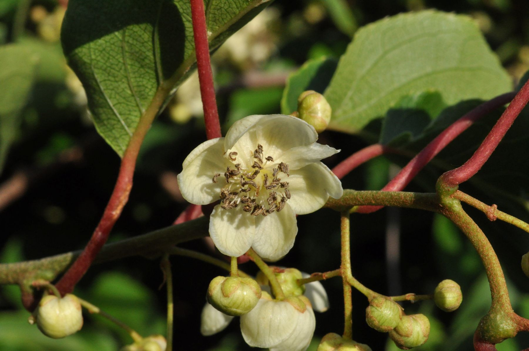 Mannelijke kiwibes 'Weima'