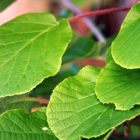 Actinidia deliciosa 'Tomuri' - Jardins du Monde.be