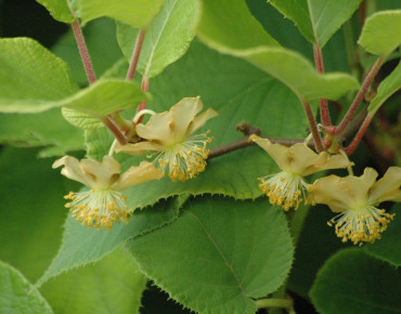 Actinidia deliciosa 'Tomuri' - Jardins du Monde.be