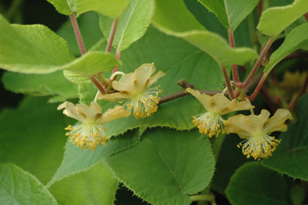 Actinidia deliciosa 'Tomuri' - Jardins du Monde.be