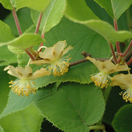 Actinidia deliciosa 'Tomuri' - Jardins du Monde.be