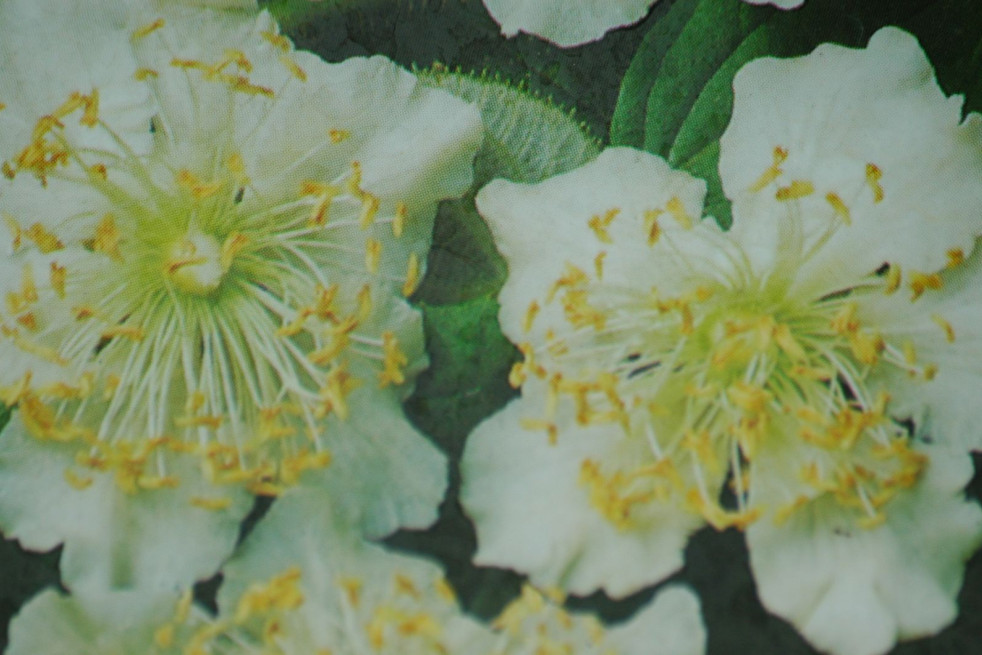 Actinidia deliciosa 'Tomuri' - Jardins du Monde.be