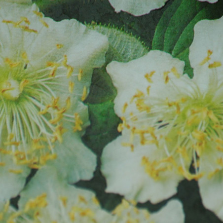 Actinidia deliciosa 'Tomuri' - Jardins du Monde.be