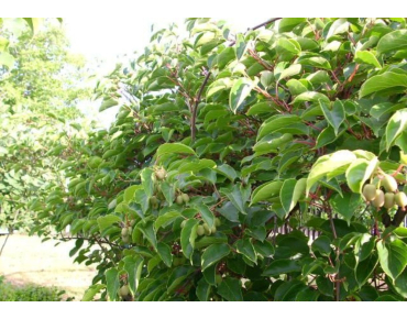 Actinidia arguta Weiki - KeFe, Public domain, via Wikimedia Commons