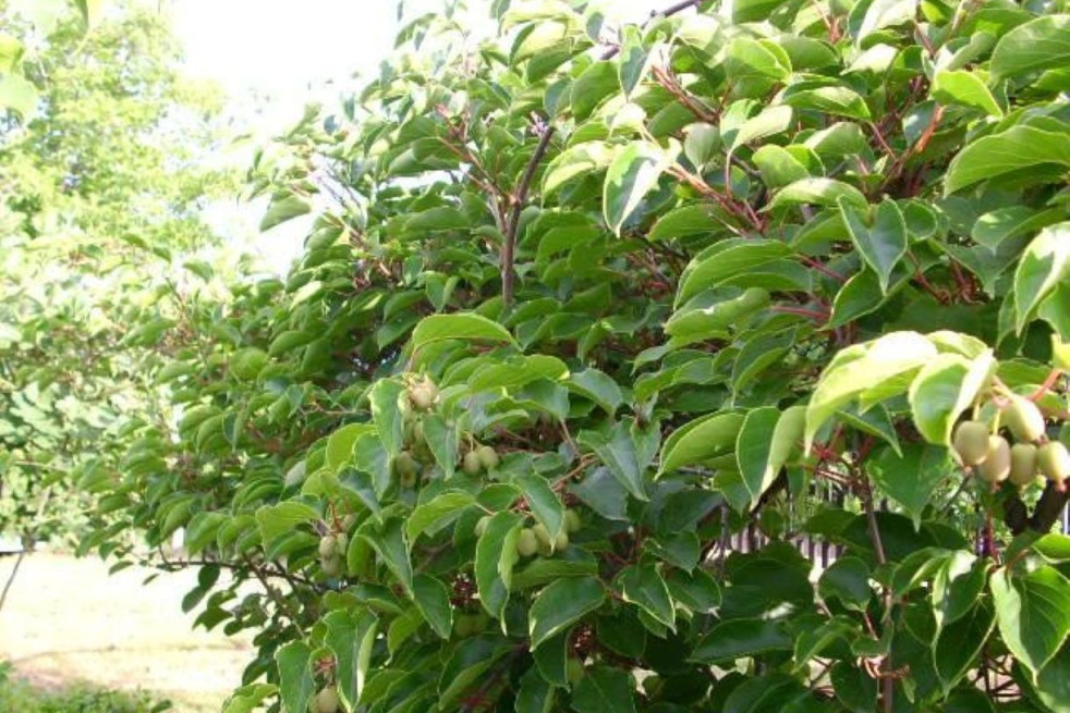 Actinidia arguta Weiki - KeFe, Public domain, via Wikimedia Commons