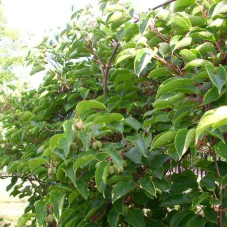 Actinidia arguta Weiki - KeFe, Public domain, via Wikimedia Commons