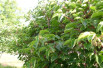 Actinidia arguta Weiki - KeFe, Public domain, via Wikimedia Commons