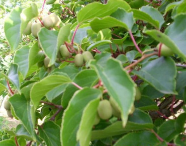 Actinidia arguta Weiki - KeFe, Public domain, via Wikimedia Commons