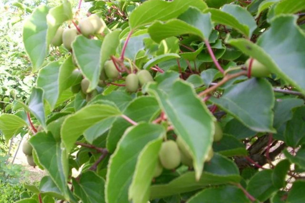 Actinidia arguta Weiki - KeFe, Public domain, via Wikimedia Commons