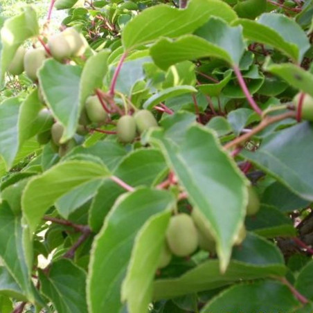 Actinidia arguta Weiki - KeFe, Public domain, via Wikimedia Commons