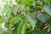 Actinidia arguta Weiki - KeFe, Public domain, via Wikimedia Commons