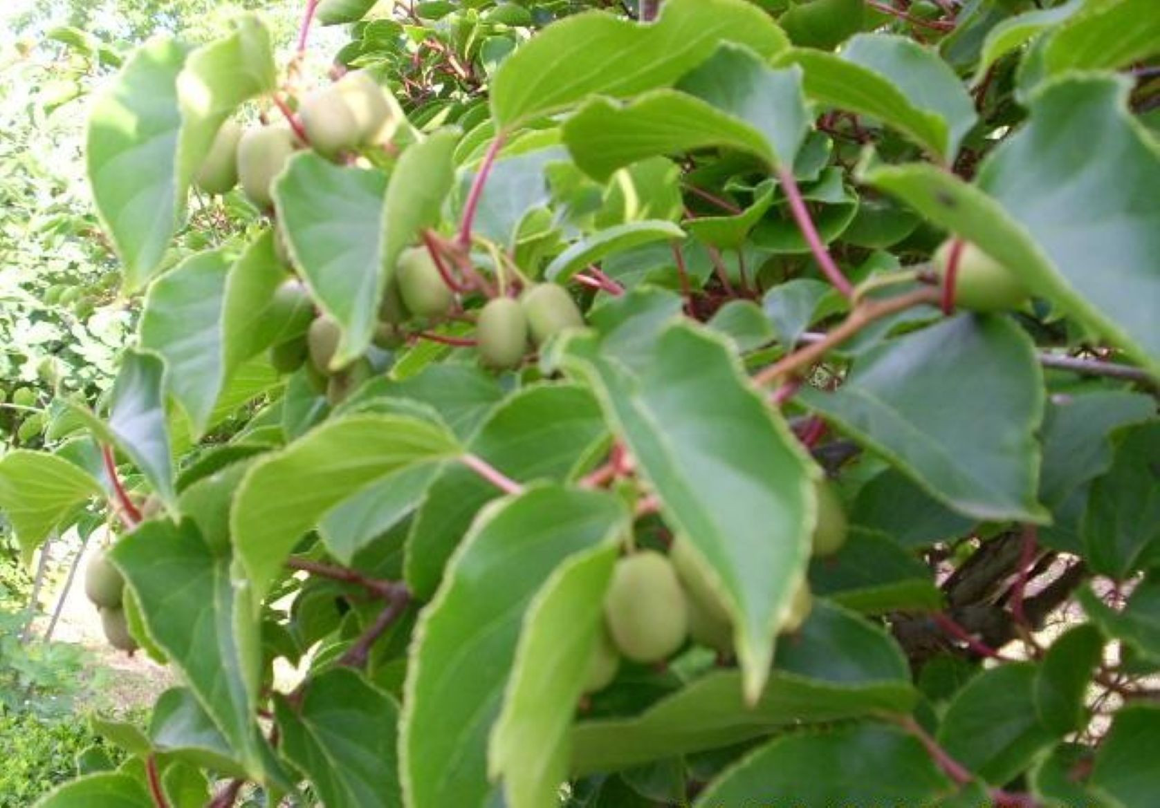 Kiwi de Sibérie femelle Weiki - Actinidia arguta Weiki