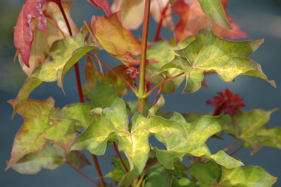 Golden Cappadocian maple - Acer cappadocicum Aureum - jardins du Monde.be