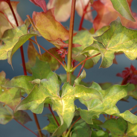 Geelbladige Colchische esdoorn - Acer cappadocicum Aureum - jardins du Monde.be