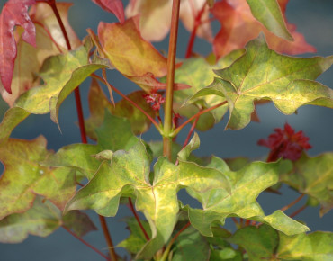 Acer cappadocicum Aureum - Jardins du Monde.be