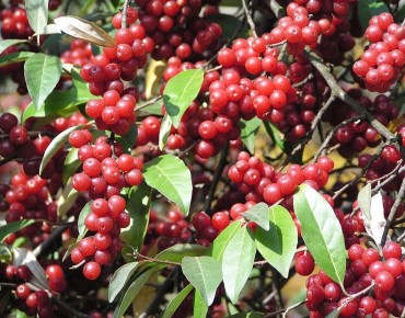 Elaeagnus umbellata Pointilla® Sweet'n'Sour®