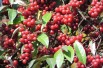 Elaeagnus umbellata Pointilla® Sweet'n'Sour®