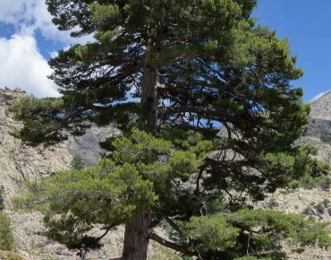 Pinus nigra Laricio - Pinus nigra Corsicana - Photo: Myrabella / Wikimedia Commons