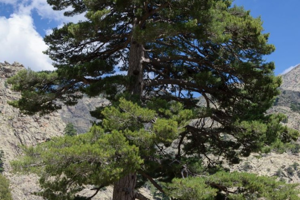 Pinus nigra Laricio - Pinus nigra Corsicana - Photo: Myrabella / Wikimedia Commons