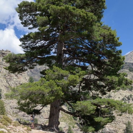 Pinus nigra Laricio - Pinus nigra Corsicana - Photo: Myrabella / Wikimedia Commons