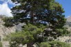 Pinus nigra Laricio - Pinus nigra Corsicana - Photo: Myrabella / Wikimedia Commons