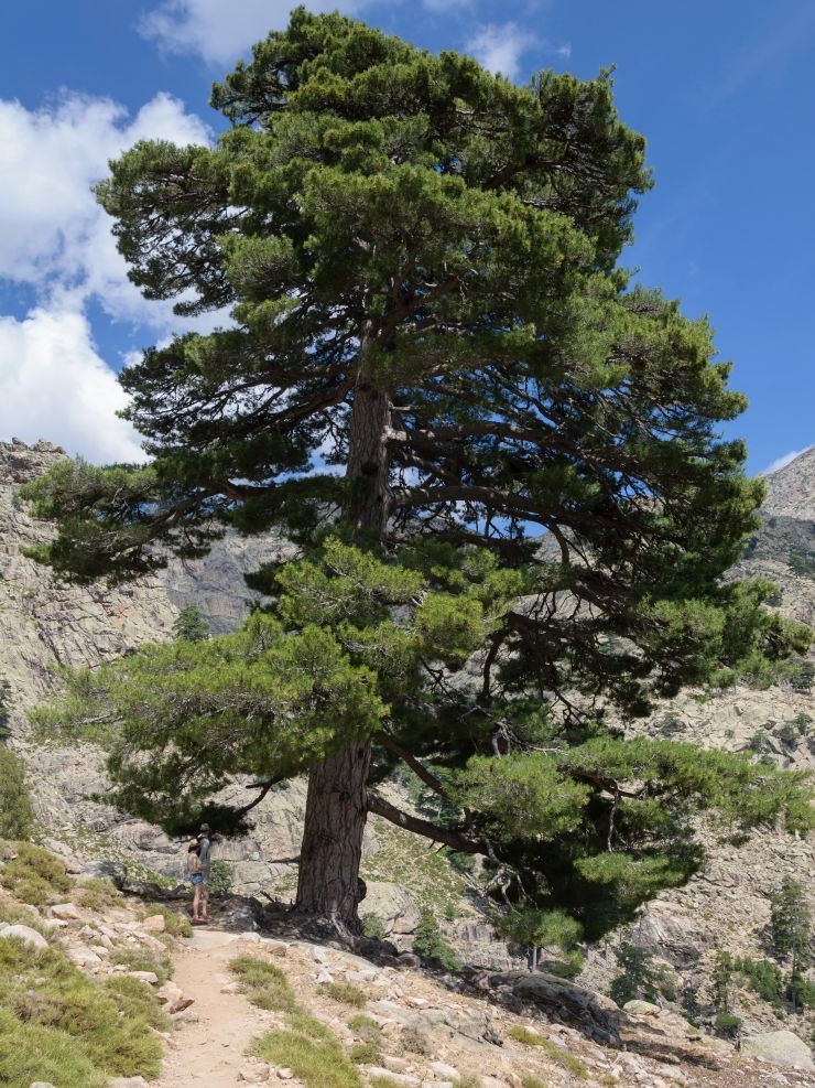 Corsican pine