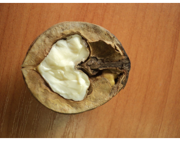 Juglans ailantifolia