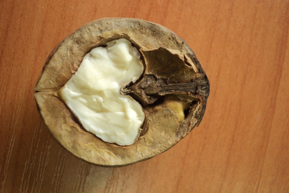 Juglans ailantifolia