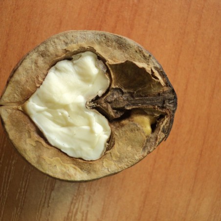 Juglans ailantifolia