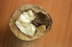 Juglans ailantifolia