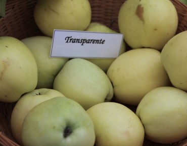 Malus domestica Transparente Blanche