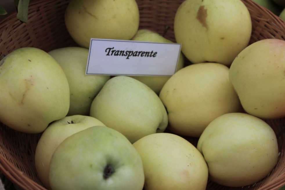 Malus domestica Transparente Blanche