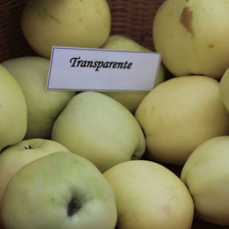 Malus domestica Transparente Blanche