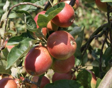 Malus domestica 'Summerred' - Jardins du Monde.be
