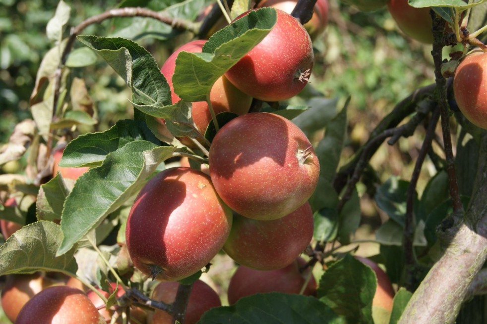Malus domestica 'Summerred' - Jardins du Monde.be