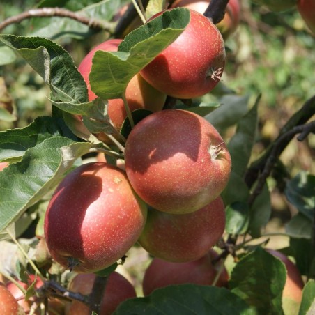 Malus domestica 'Summerred' - Jardins du Monde.be