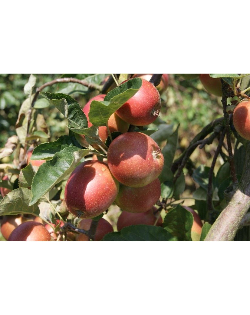 Braeburn apple tree - Malus Domestica Braeburn